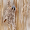 Sykorice vousata - Panurus biarmicus - Bearded Reedling o3460